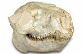 Fossil Juvenile Oreodont (Merycoidodon) Skull - South Dakota #302864-5